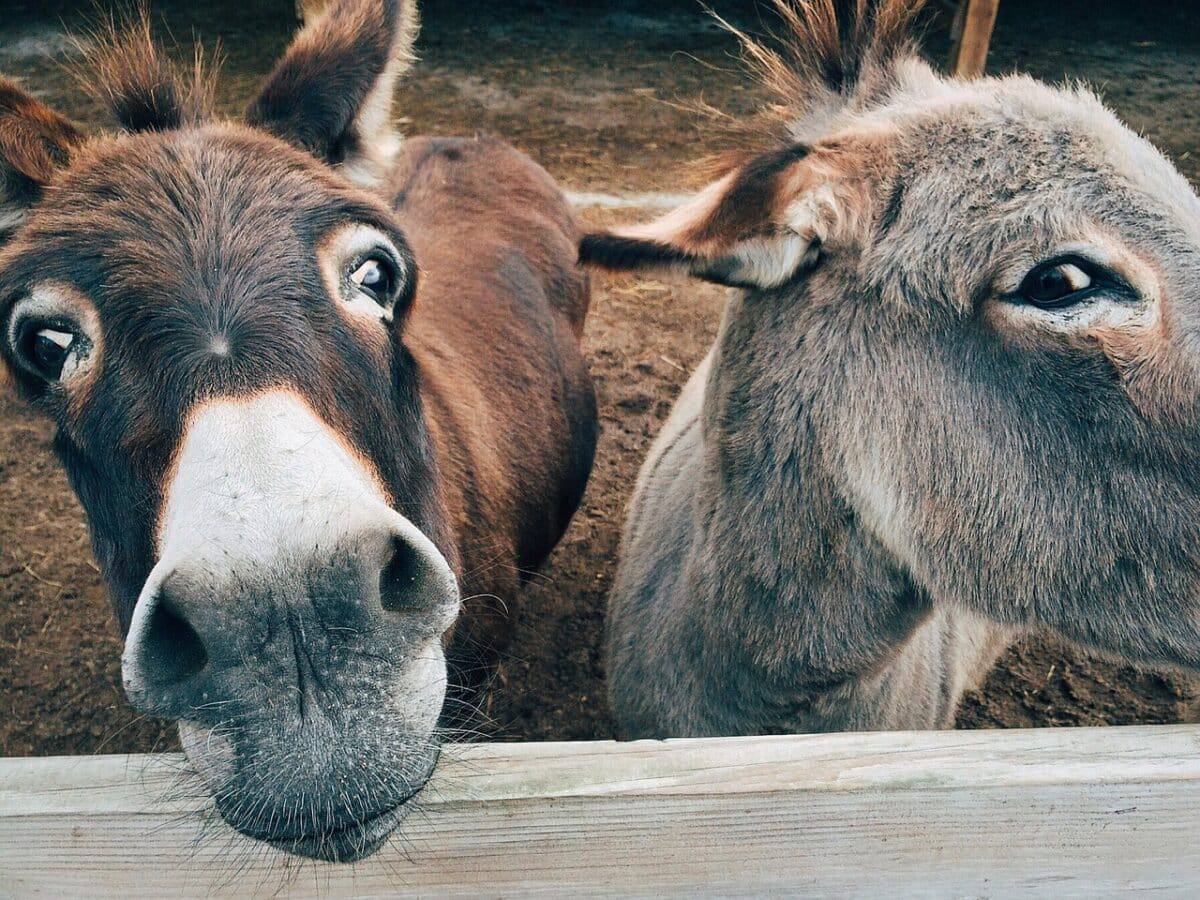 two donkeys looking into camera