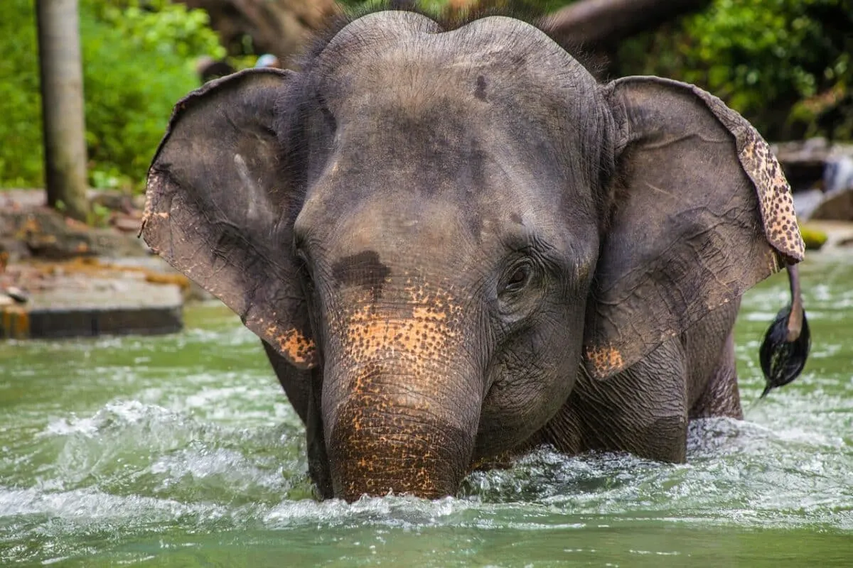 asian elephant swimming