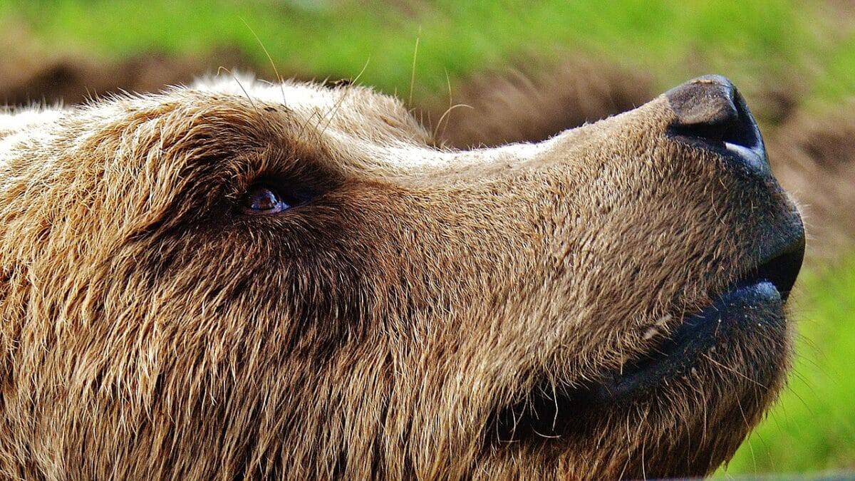 close up of brown bear