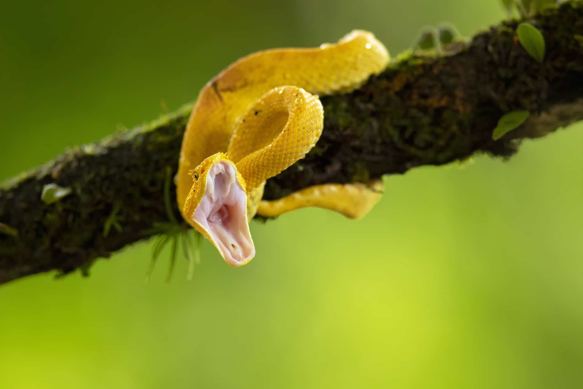 eyelash viper