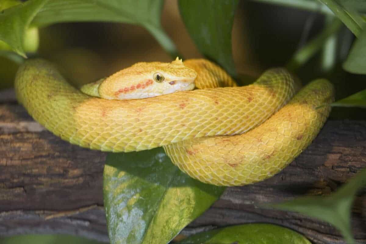 eyelash viper