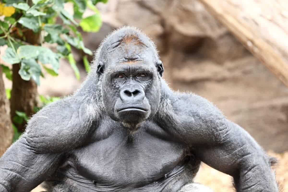 The Largest Gorilla