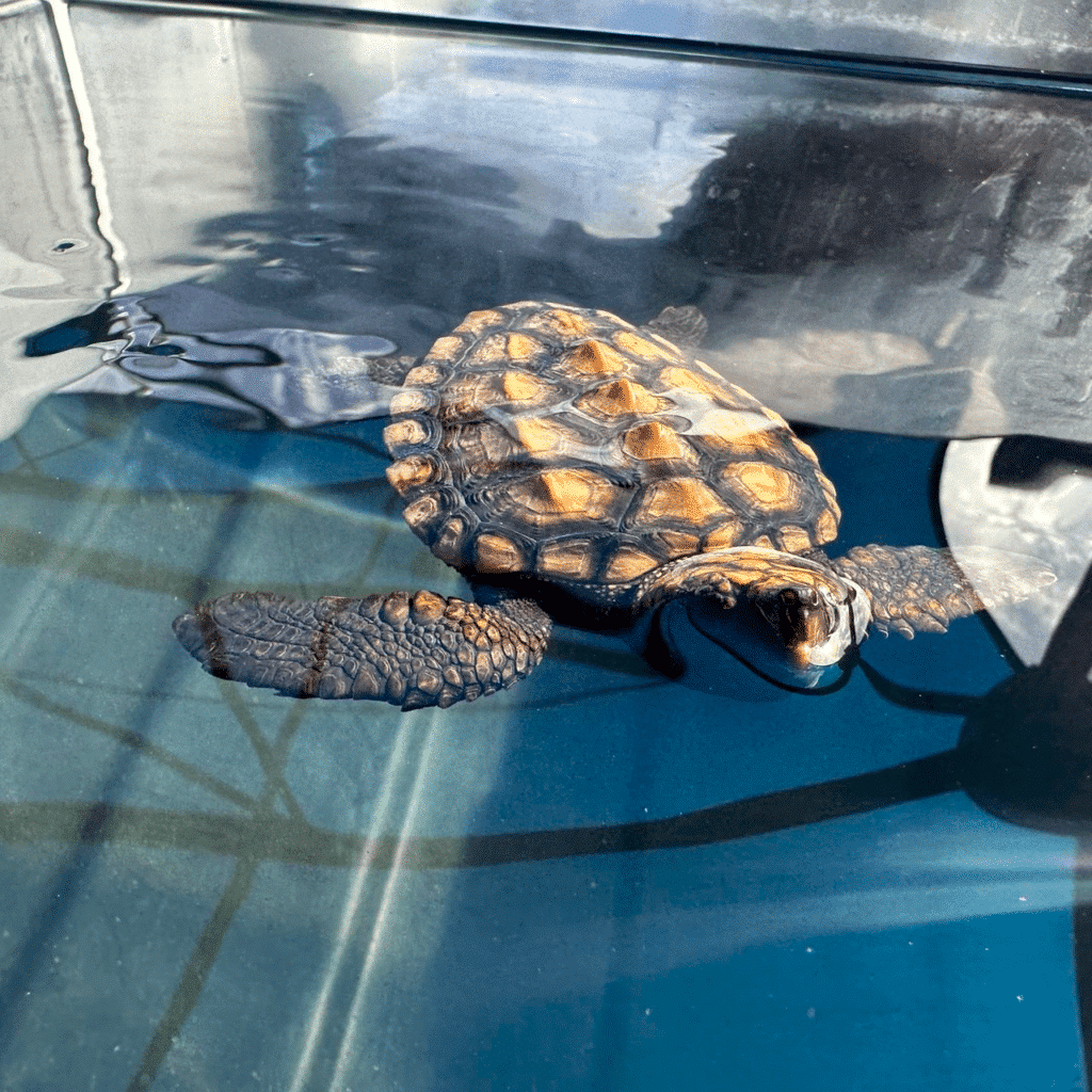 turtle hatchling