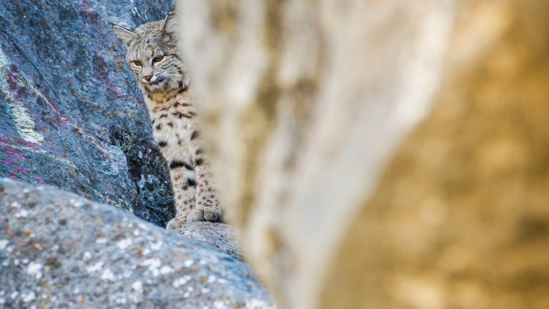 Bobcat in Wyoming