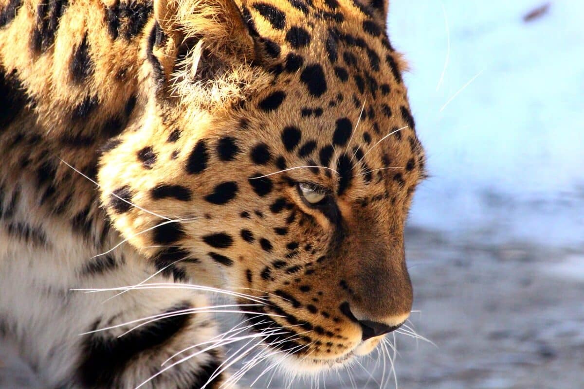 leopard