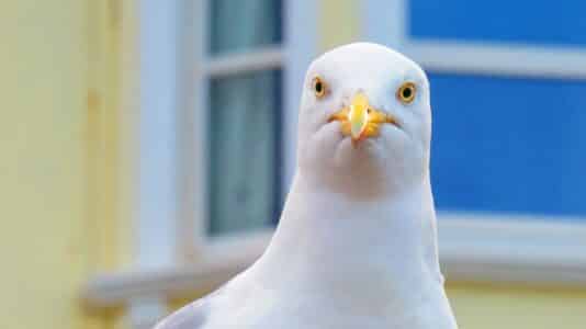 Discover The Largest Gull Ever