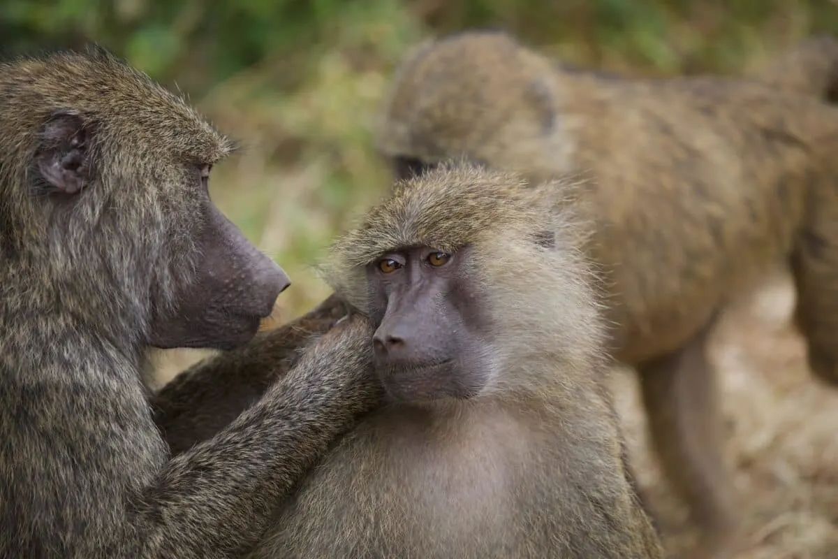 baboon troop attacks leopard