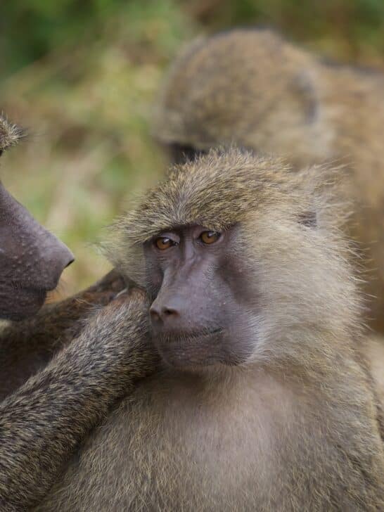 WATCH A Rare Encounter With Baboons In My Garden