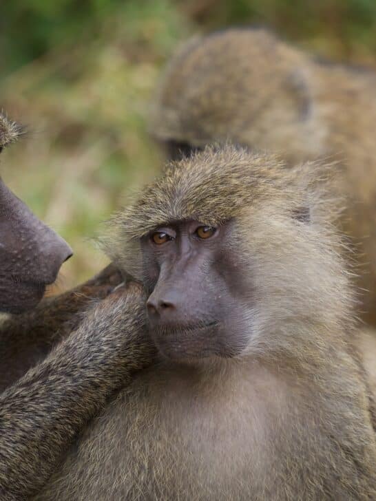 A Rare Encounter With Baboons In My Garden
