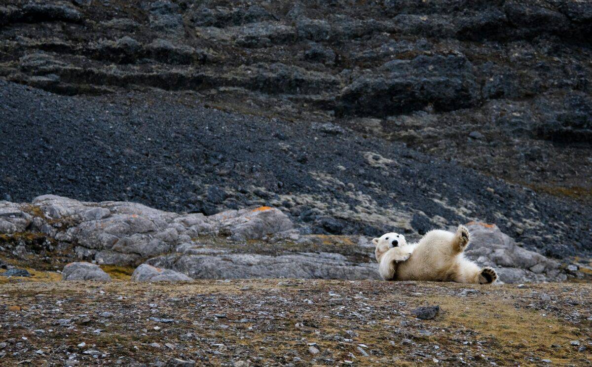 polar bear in svalbard