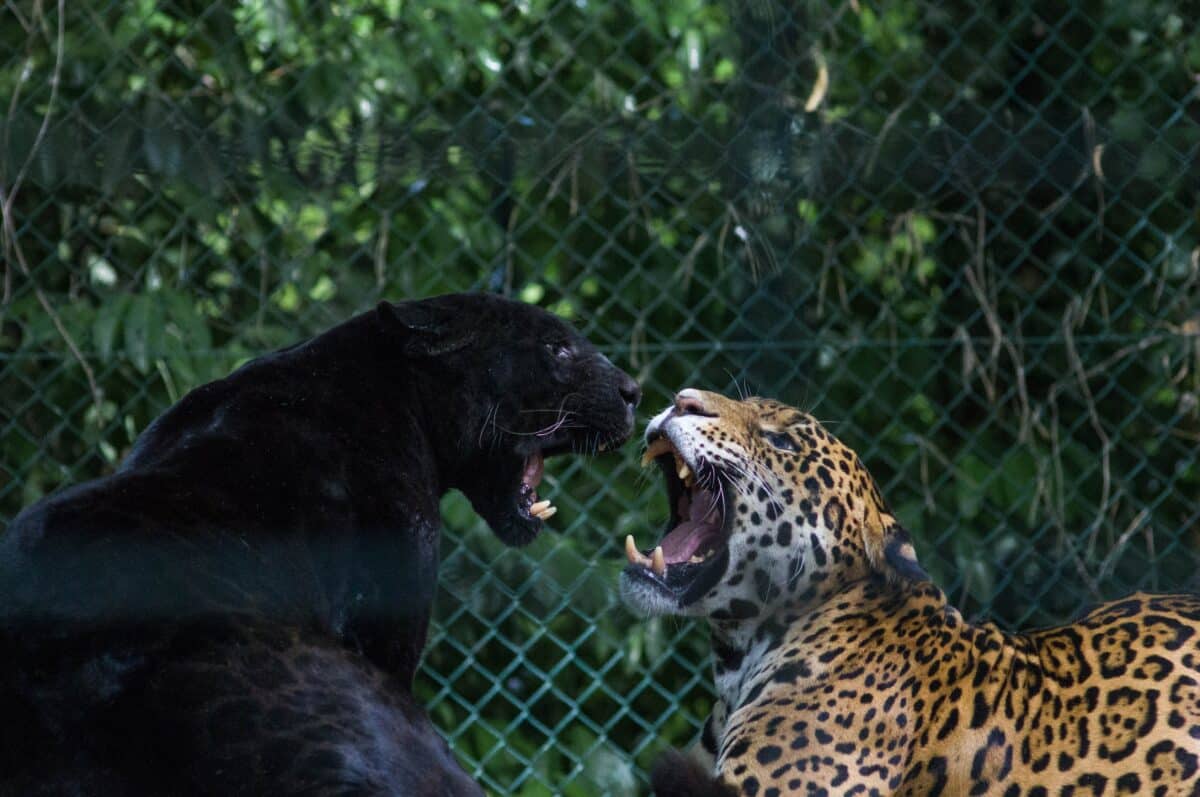 Brown and black jaguar 