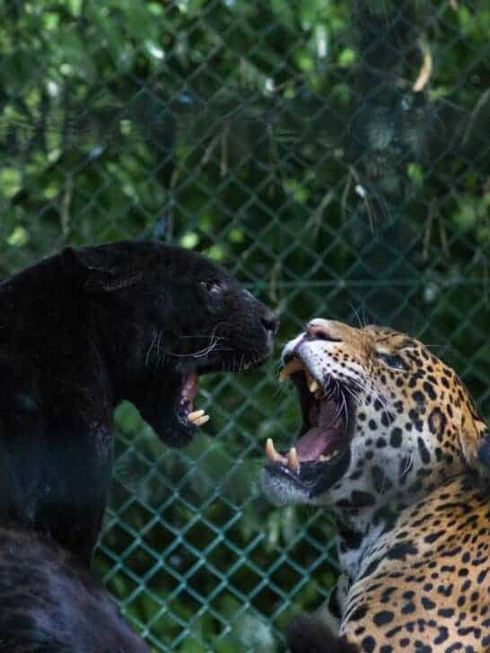 How a Hidden Population of Jaguars Survived Undetected