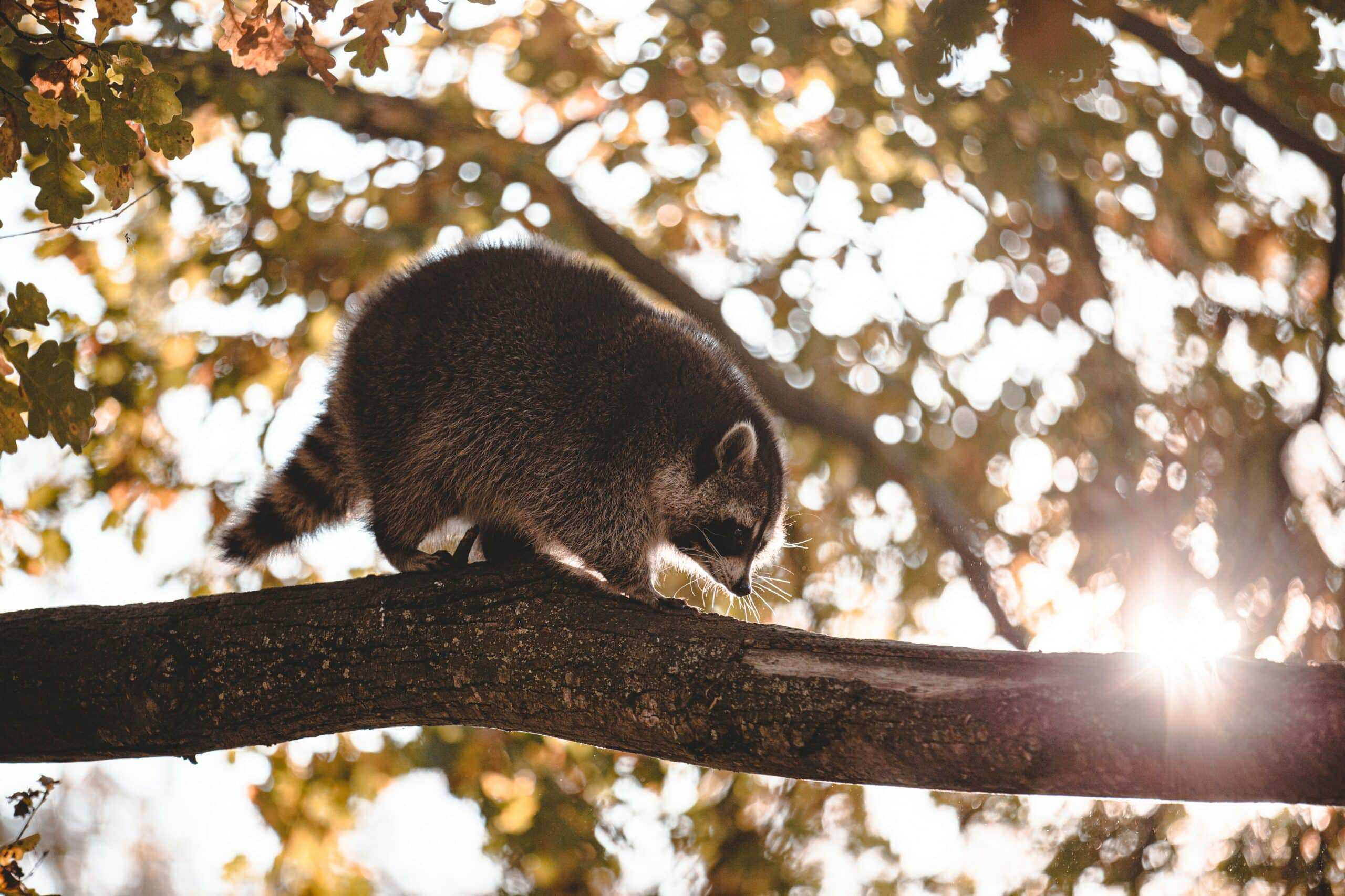 Man Rescues Raccoon from Lake