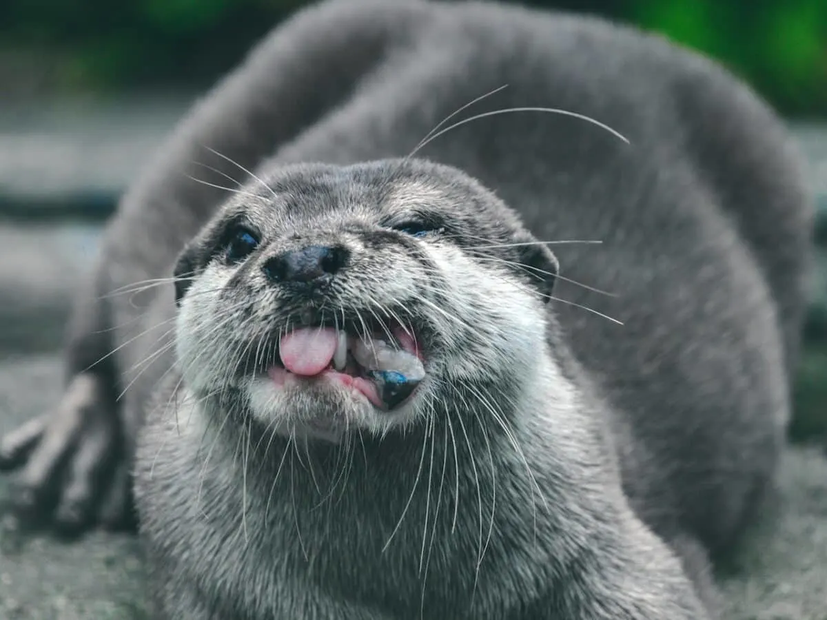 otter