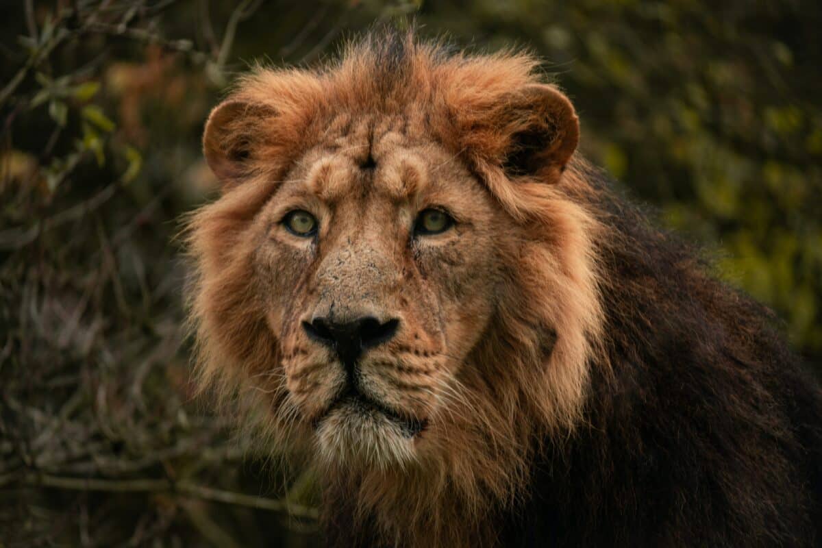 male lion