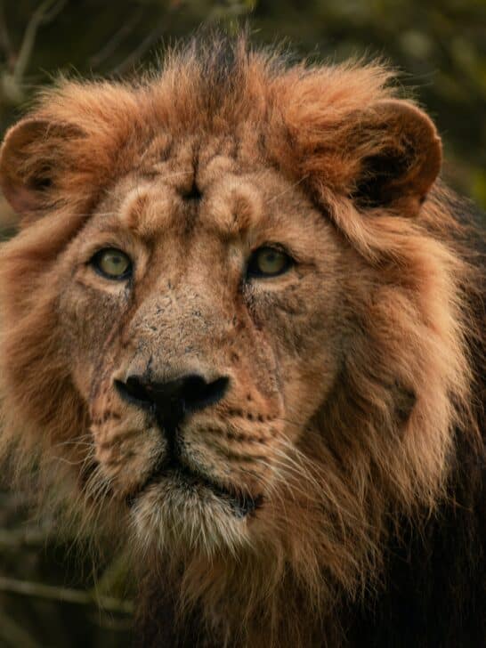 How Your Star Sign’s Spirit Animal Describes You