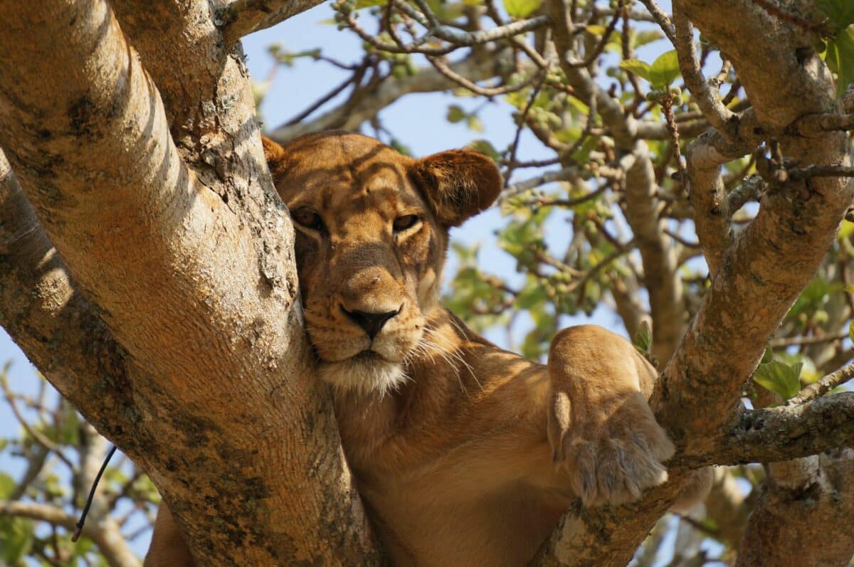 Man Rescues Abandoned Lioness