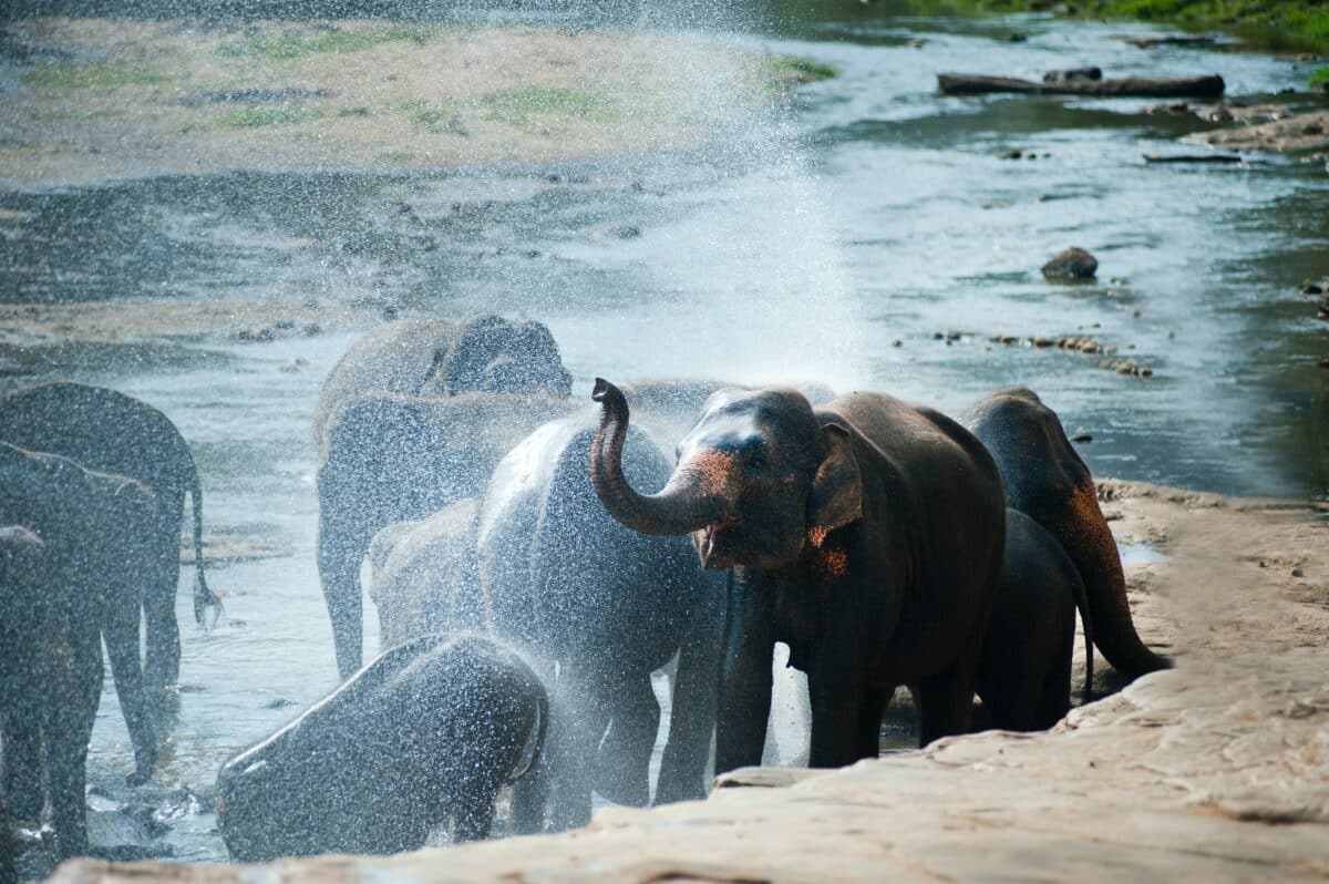 Elephant in water 