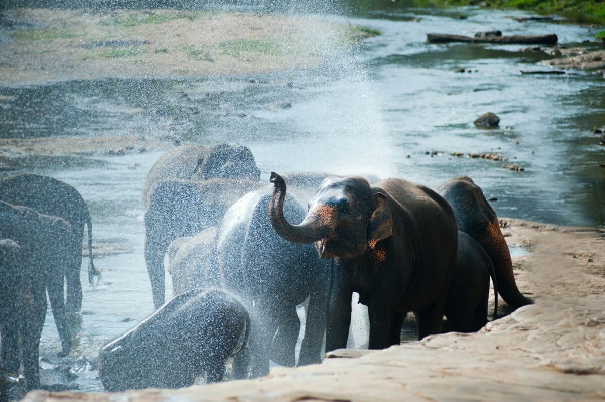 Elephant in water