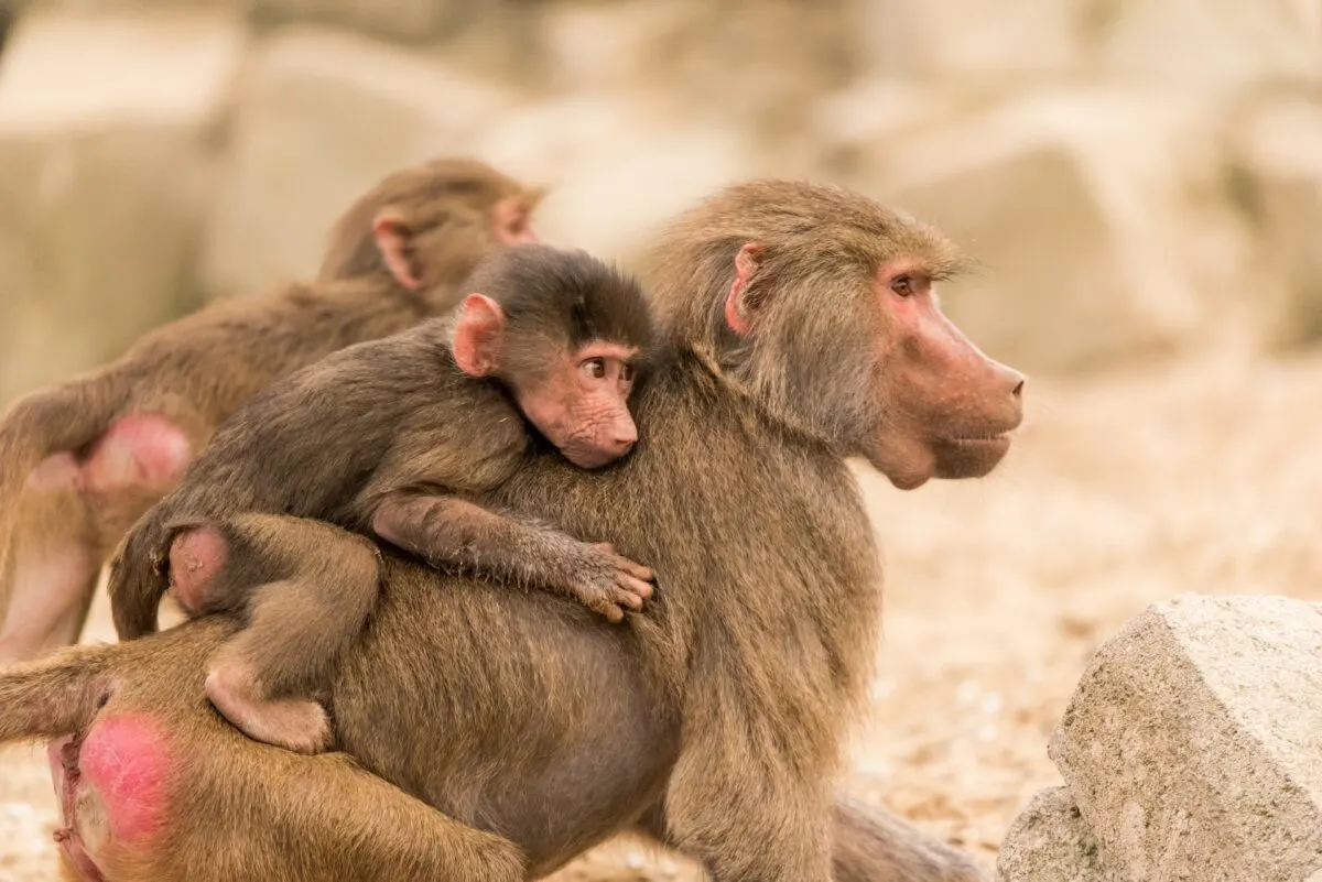 baboon troop attacks leopard