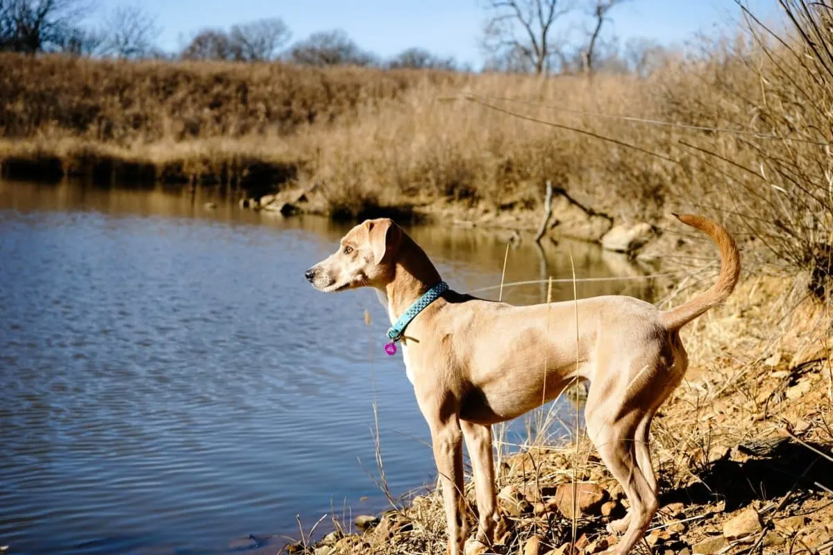 Blue Lacy Dog 