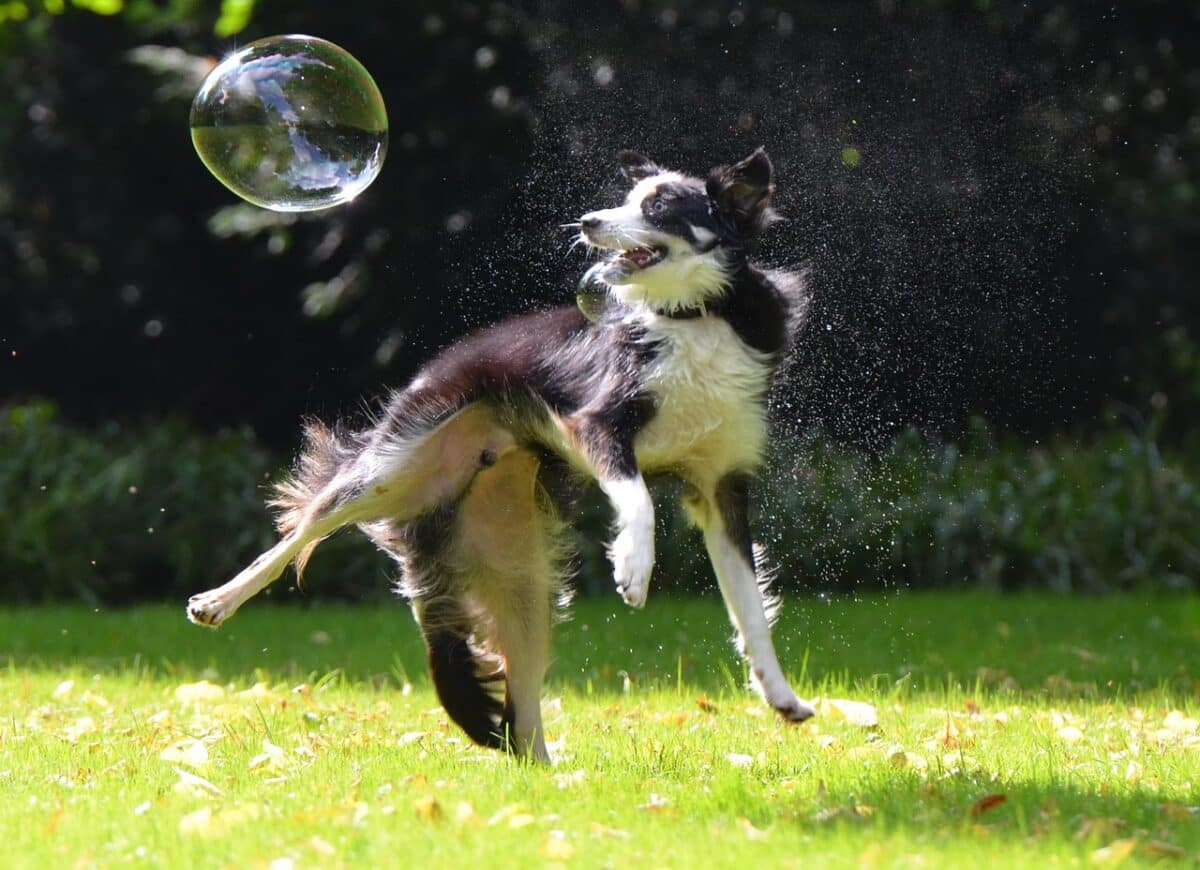 border collie chasing a bubble