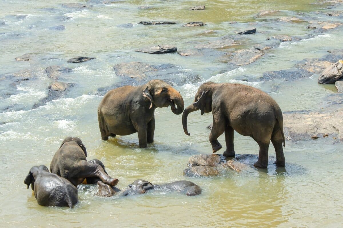asian elephants swimming