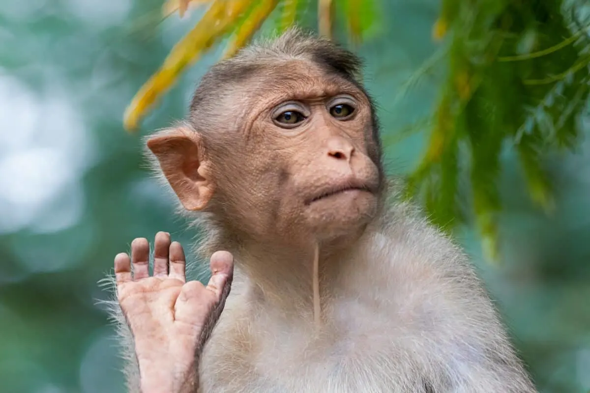monkey hand