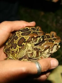 western leopard toad