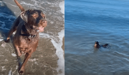 Unlikely Friends: Dog and Seal Play A Game