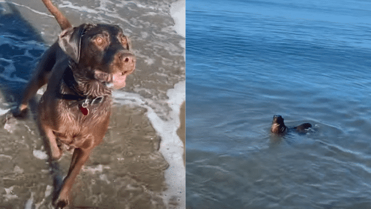 Unlikely Friends Dog and Seal Play A Game