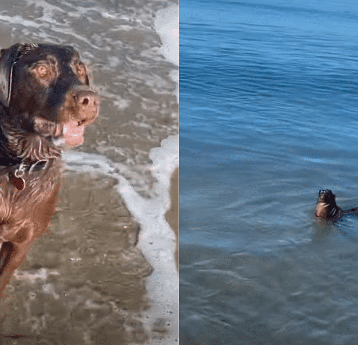 Dog and Seal Play Game Together