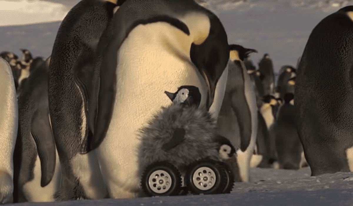 Robot penguin meets real penguin