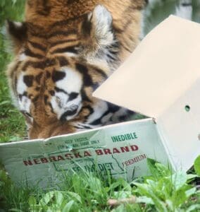 Did You Know That Big Cats Love Boxes Too?