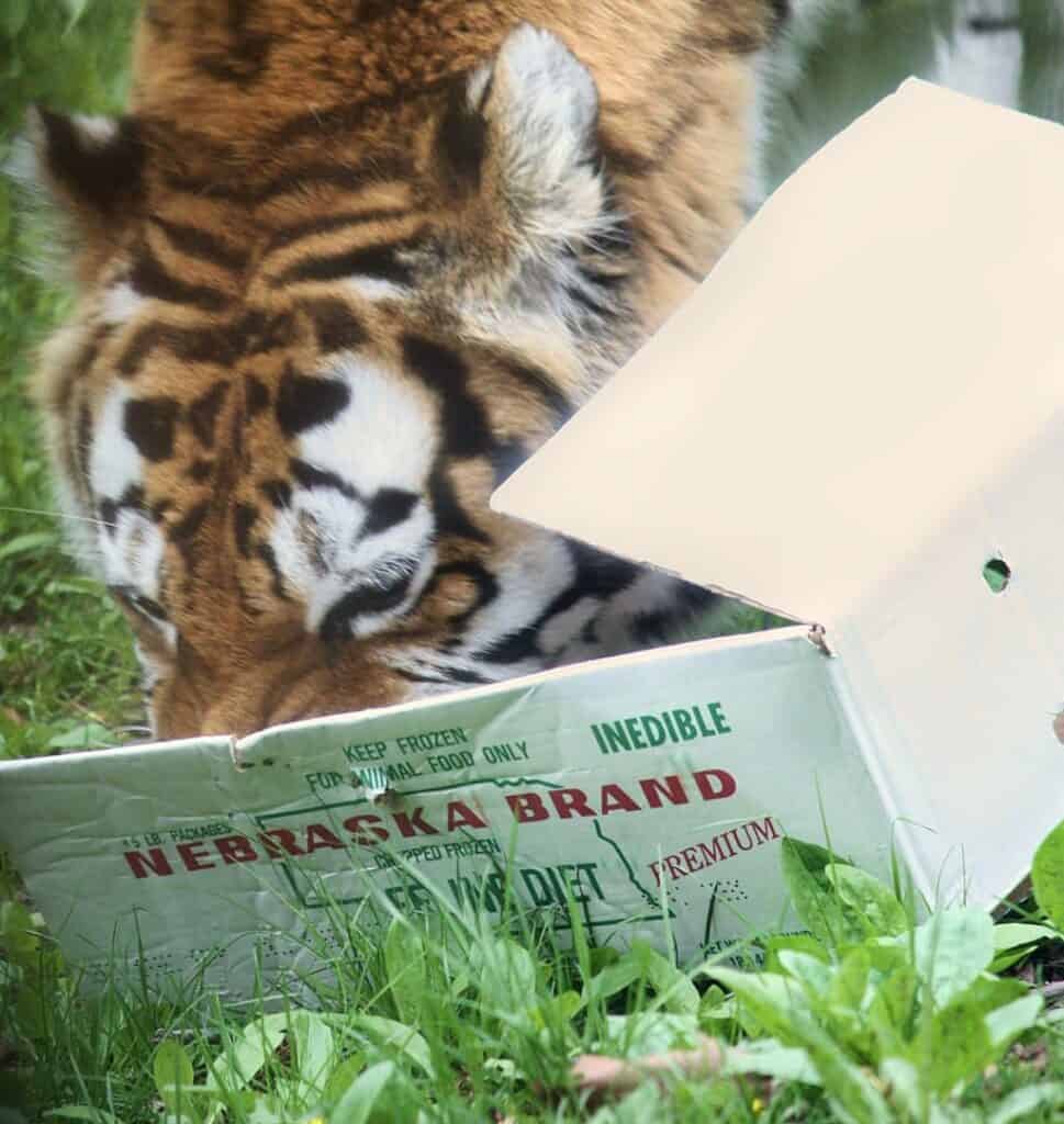Tiger in box