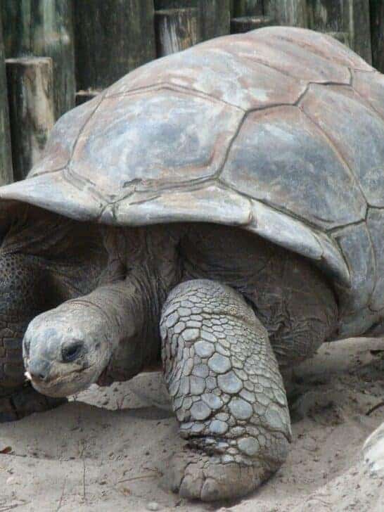 Top 10 Slowest Animals