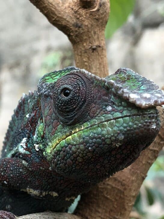 Top 10 Big-Eyed Animals