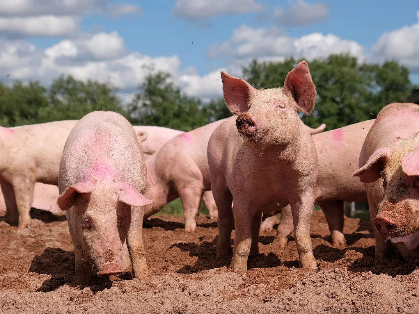 pigs