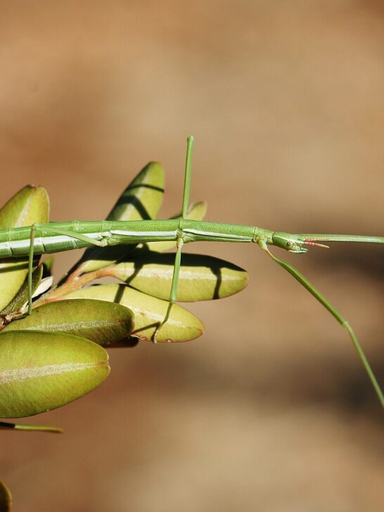 Top 10 Camouflage Animals