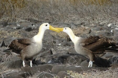 Albatrosses and Their Lifetime Mating Bonds: A True Love Story