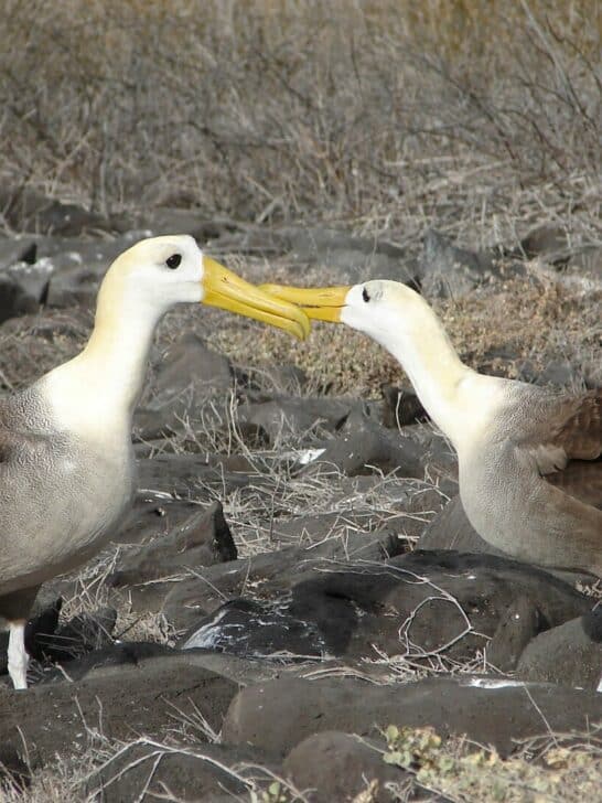 Albatrosses and Their Lifetime Mating Bonds: A True Love Story