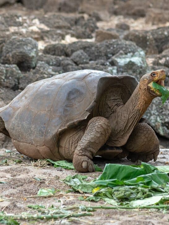 Saving Gal&aacute;pagos Tortoises: What Darwin&rsquo;s Island Faces Today
