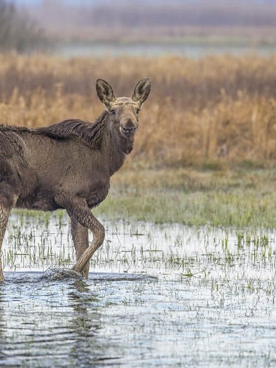 Top 10 Hoofed Animals