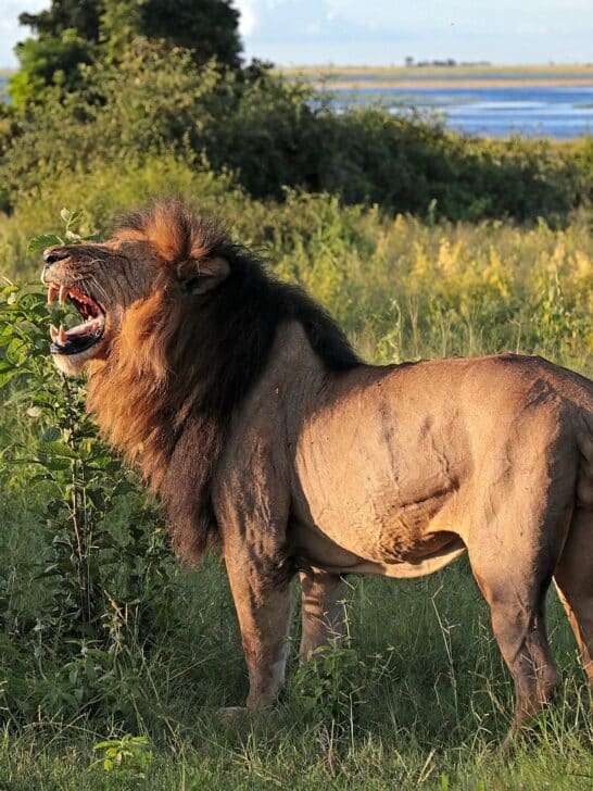 Top 10 African Safari Animals