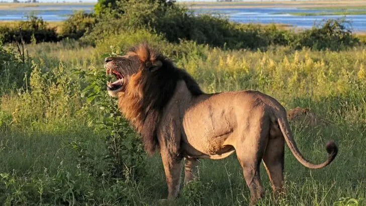 Top 10 African Safari Animals
