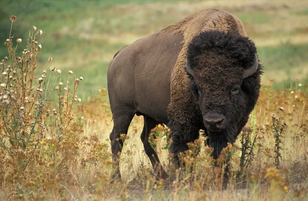 battle between bison