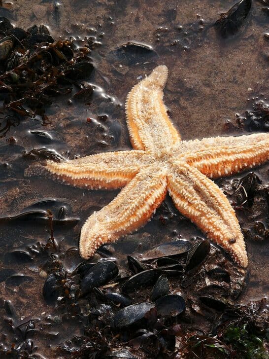 How Starfish Regrow Entire Limbs After Injury