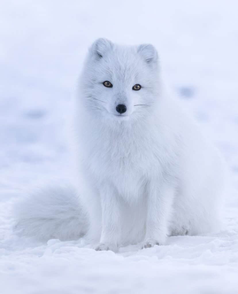 Artic Fox