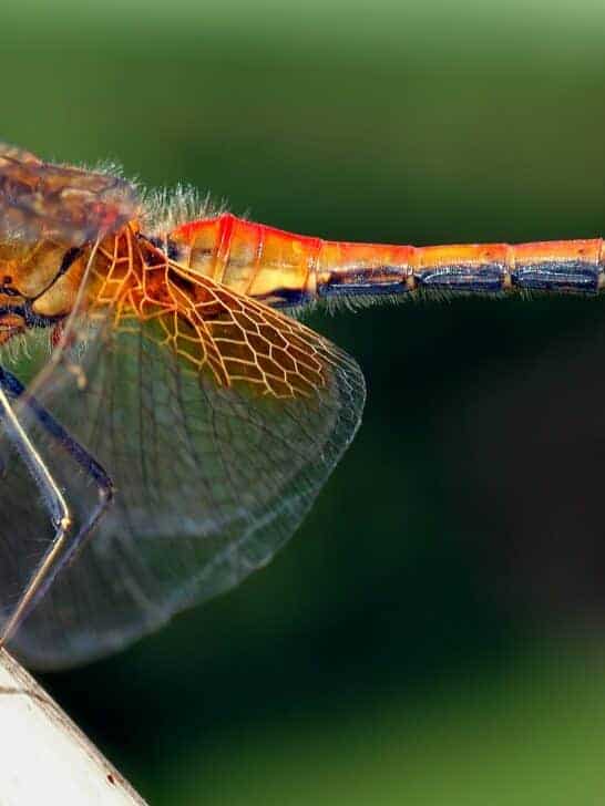 Top 10 Flying Animals