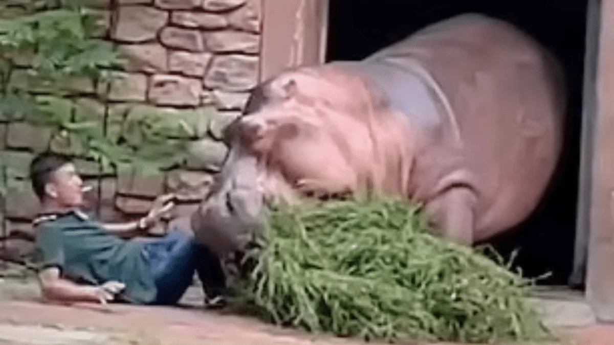enraged hippo attacks zookeeper